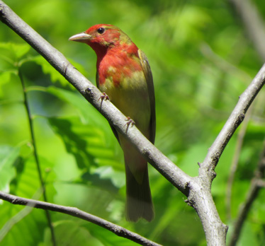 Summer Tanager first spring Blue Springs 5_18_2014